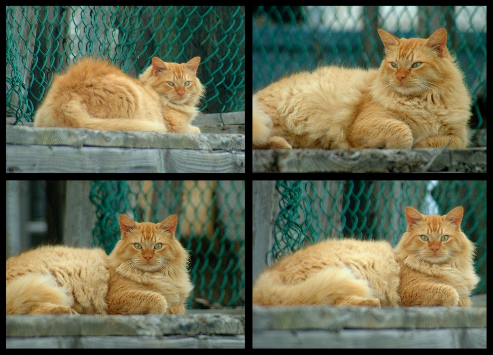 (38) dock kitty montage.jpg   (1000x720)   295 Kb                                    Click to display next picture